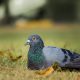 espantar os pombos: pombo deitada na grama