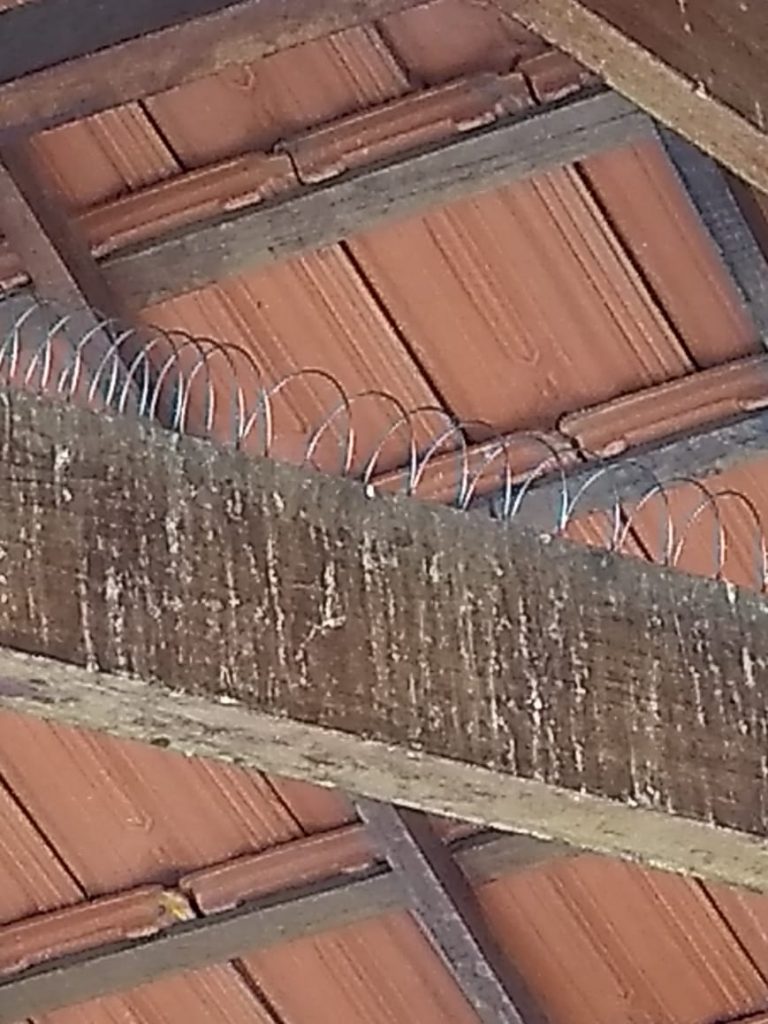 uma espiral de aço ou plástico para controle de pombos ao longo de toda a madeira do telhado onde pousa as aves